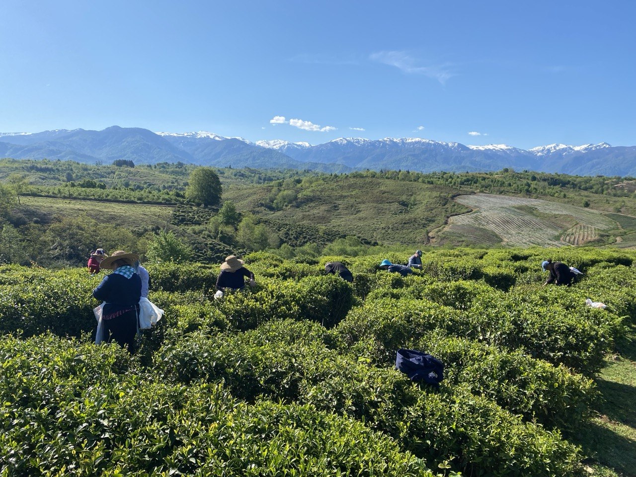 Spring picking in Nagomari